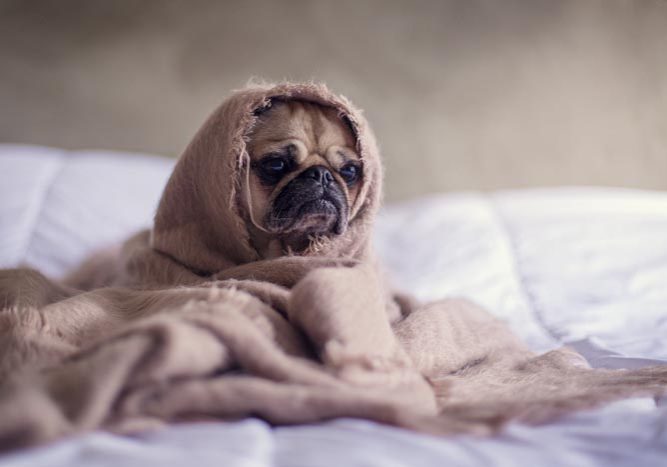 hund-bett