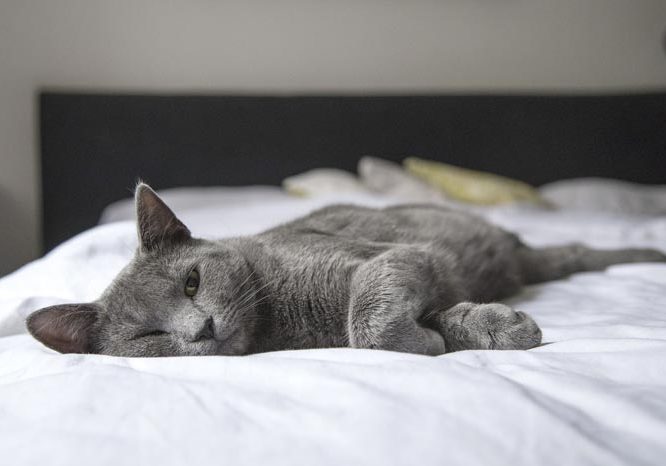 katze-bett